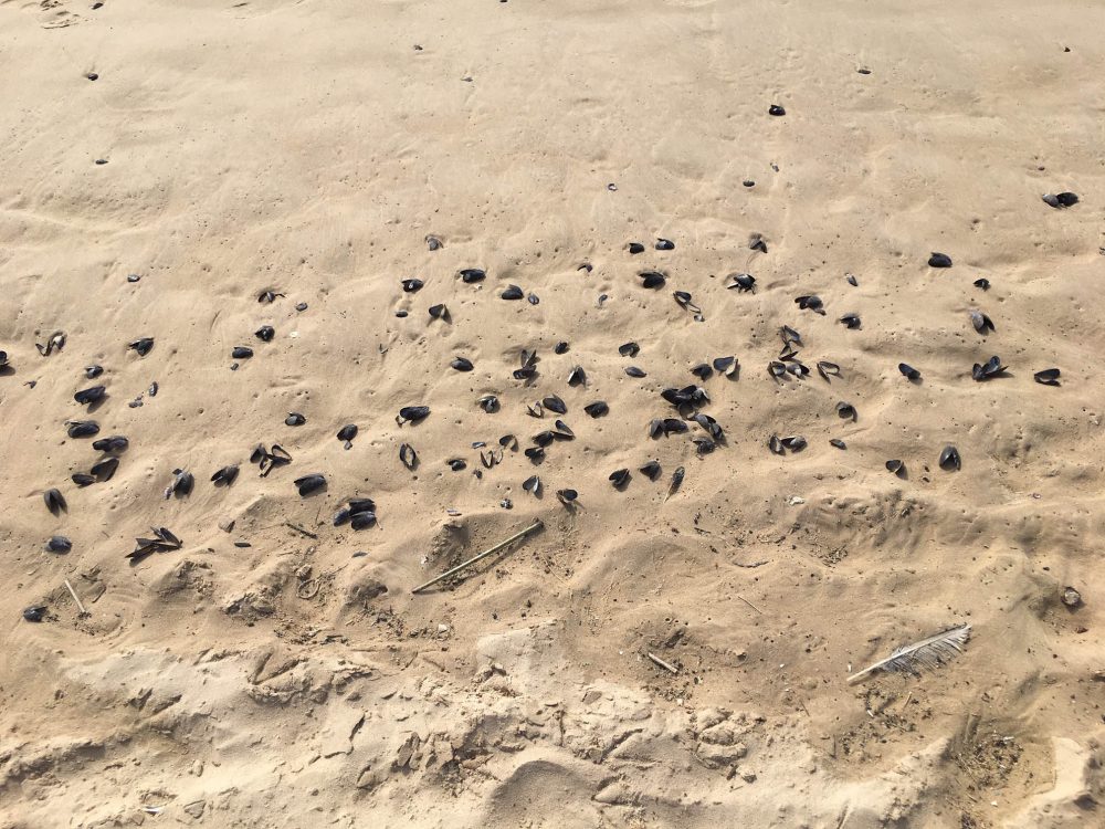 11. Mejillones – Fotografía digital. 2019